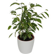 Ficus Golden King + Cache pot Blanc